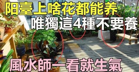 陽台種花風水|陽台上什麼花都能養 唯獨這4種 風水師一看就說不行 ＊ 阿波羅新。